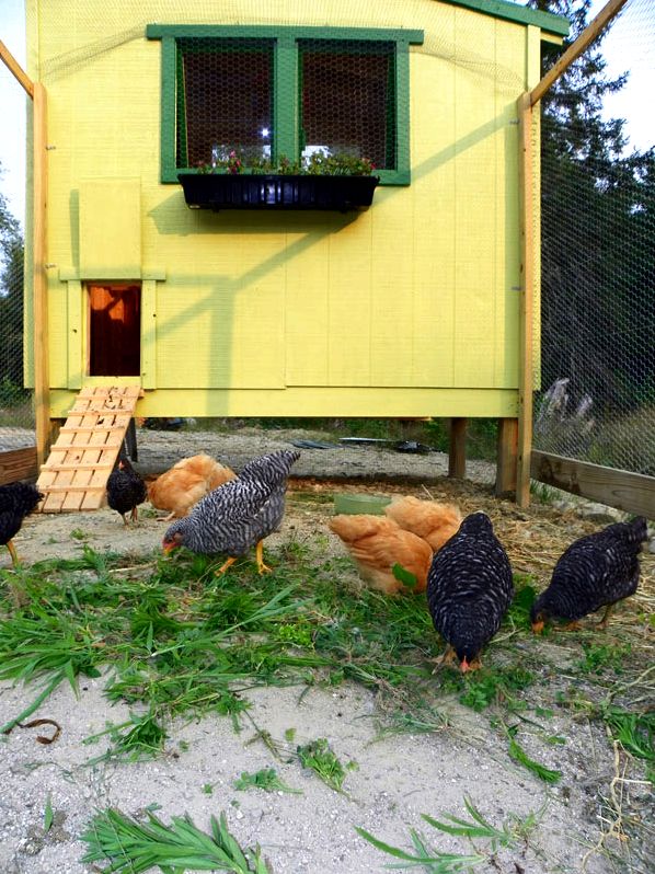 Free downeast thunder farm chicken house plans plan studying