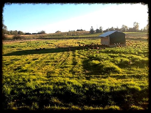 Our hens — say hay farms define them