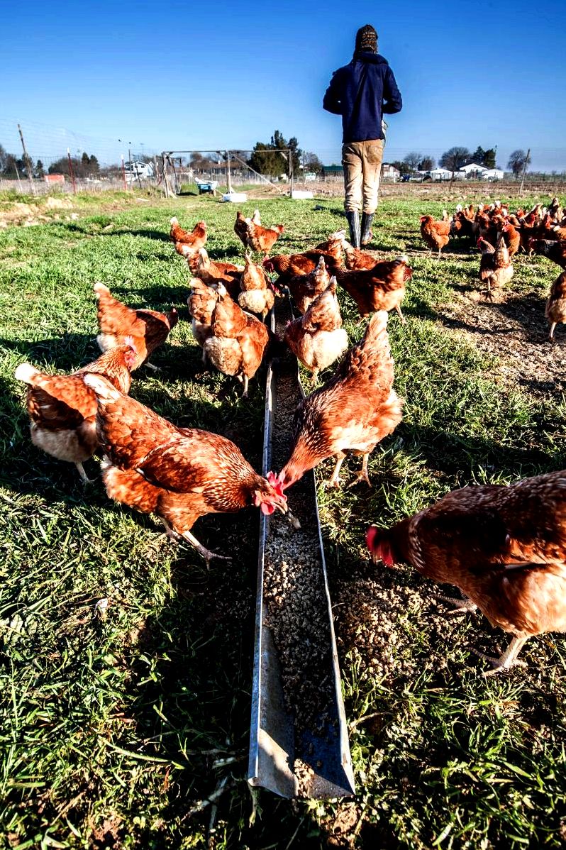 Our hens — say hay farms clove granules, organic