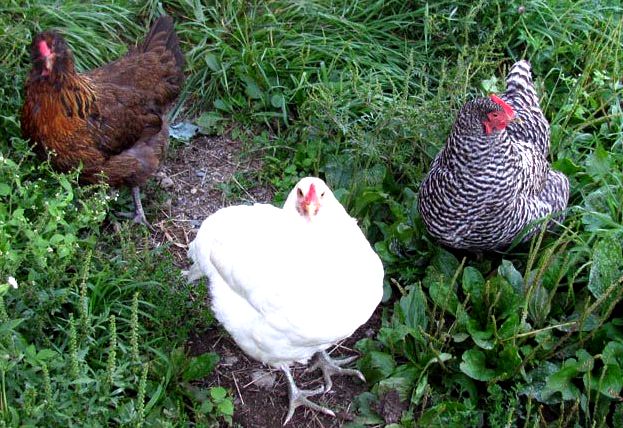 How you can raise chickens - about raising organic, backyard chickens Each bird