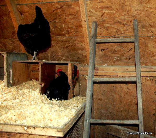 how-to-build-a-chicken-coop