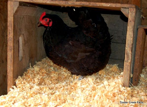 how-to-build-a-chicken-coop