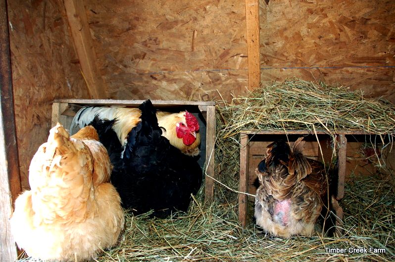 how-to-build-a-chicken-coop