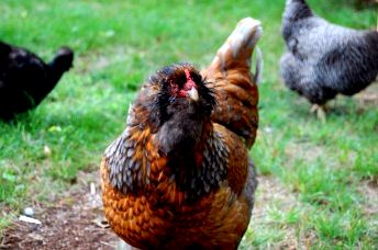 The question of aging hens