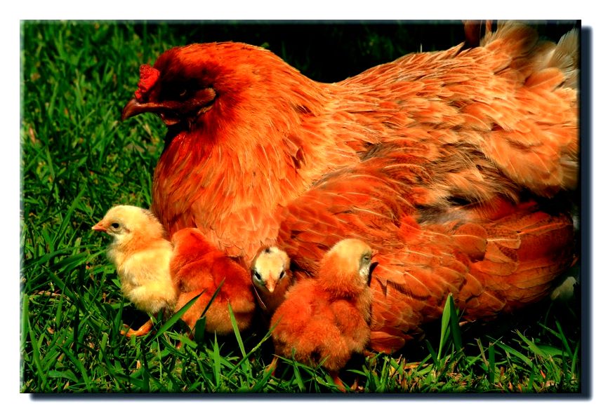 Raising lounging hens around the homestead Raising lounging hens