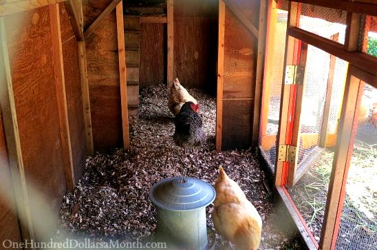 Seattle Chicken Coop and Urban Farm Tour