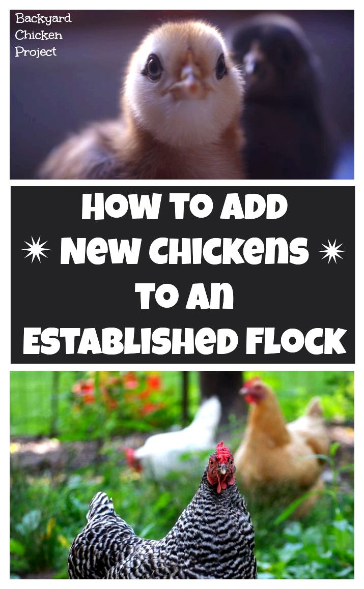 Introducing new chickens to your existing flock can be stressful on both you and the birds. We