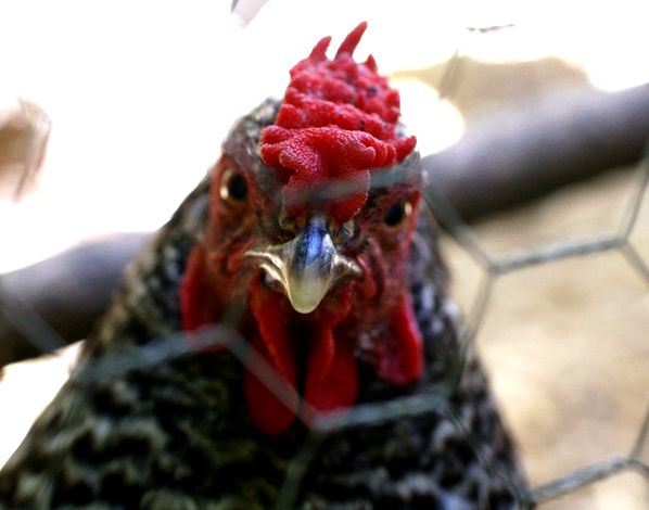 Introducing new chickens to your existing flock can be stressful on both you and the birds. We