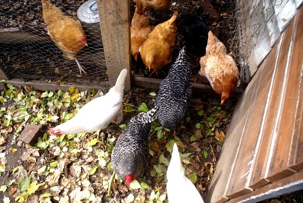 Introducing new chickens to your existing flock can be stressful on both you and the birds. We