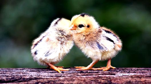 Readers’ top ten backyard chicken questions clarified How do you determine