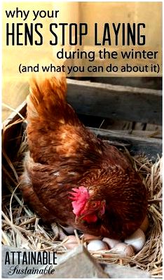 The $154 egg: mistakes to prevent when raising chickens discuss whether we would have