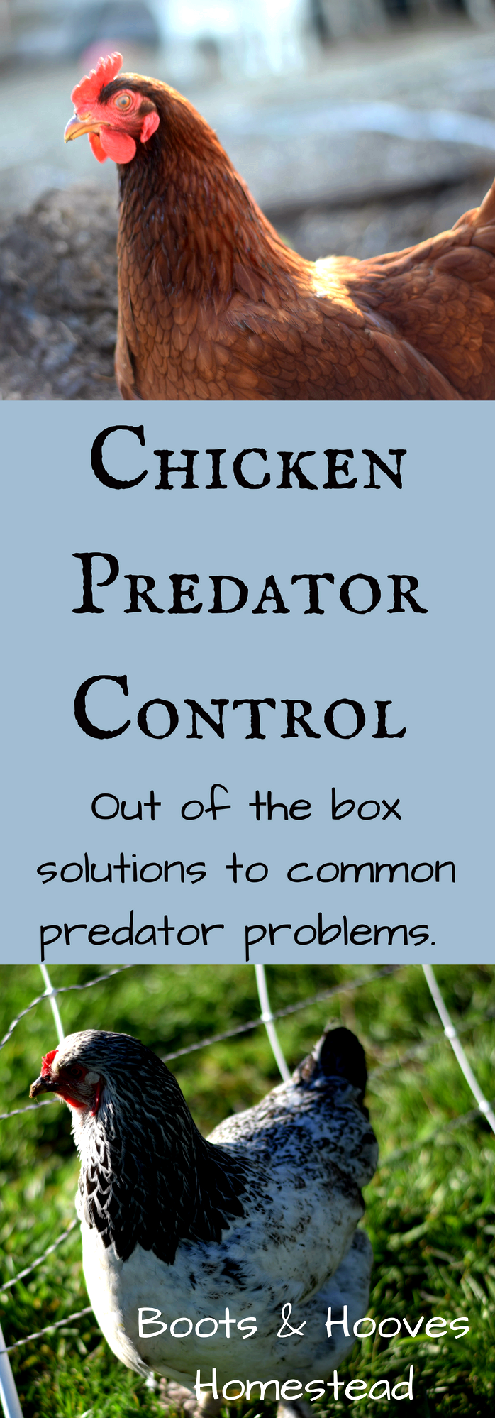 Beginning a little flock of chickens: questions and solutions by them