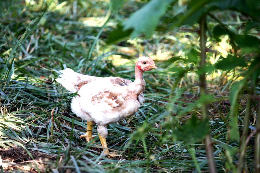 Why whole-foods uses a slower-growing chicken : the salt : npr from the chicken breeding