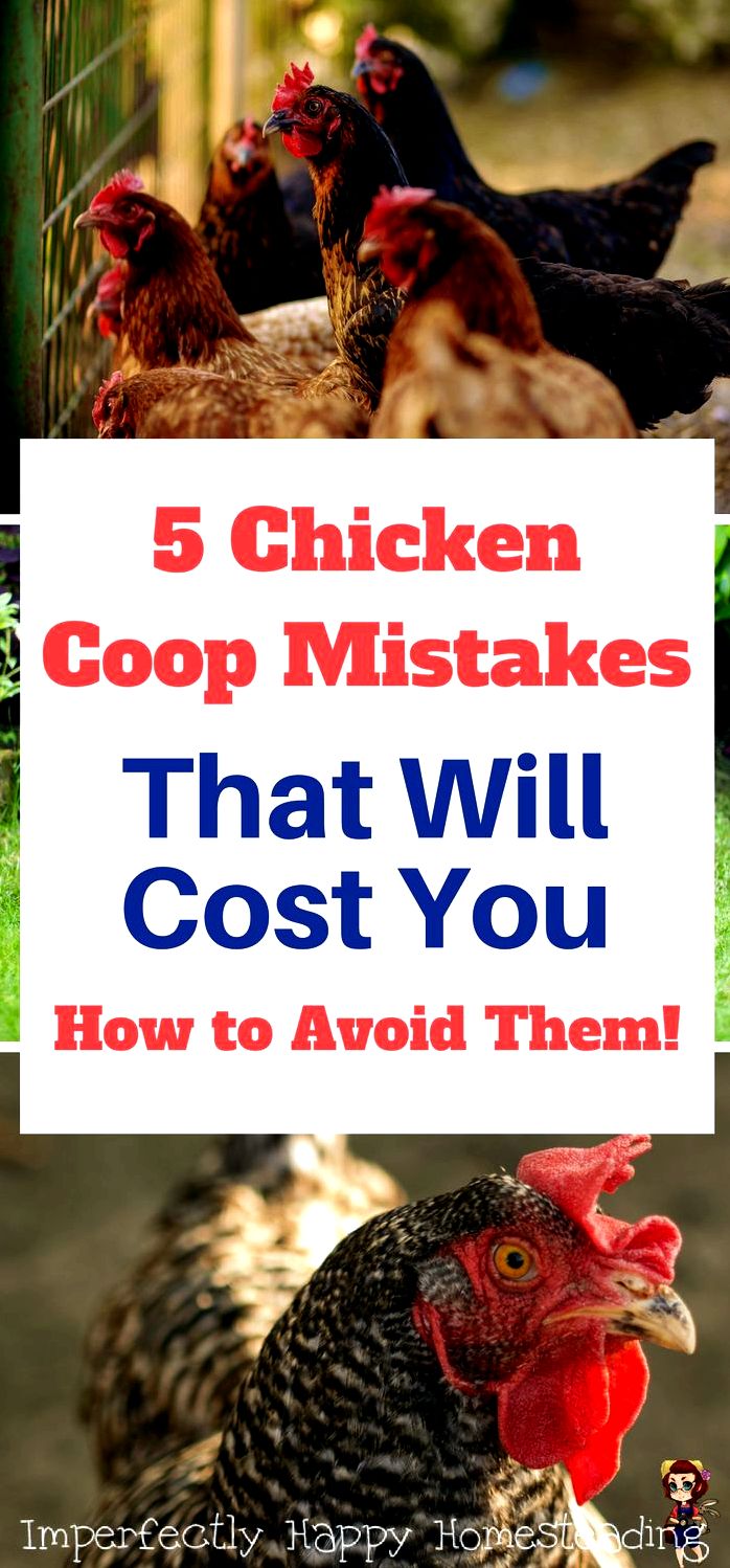 The Ten mistakes of raising chickens to get dark