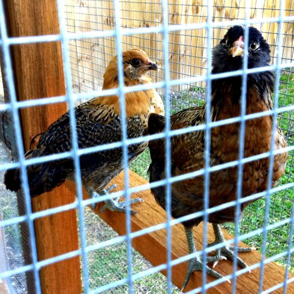 Dan used The Garden Coop chicken coop plans to build this coop, featured in the 2012 Austin chicken coop tour.