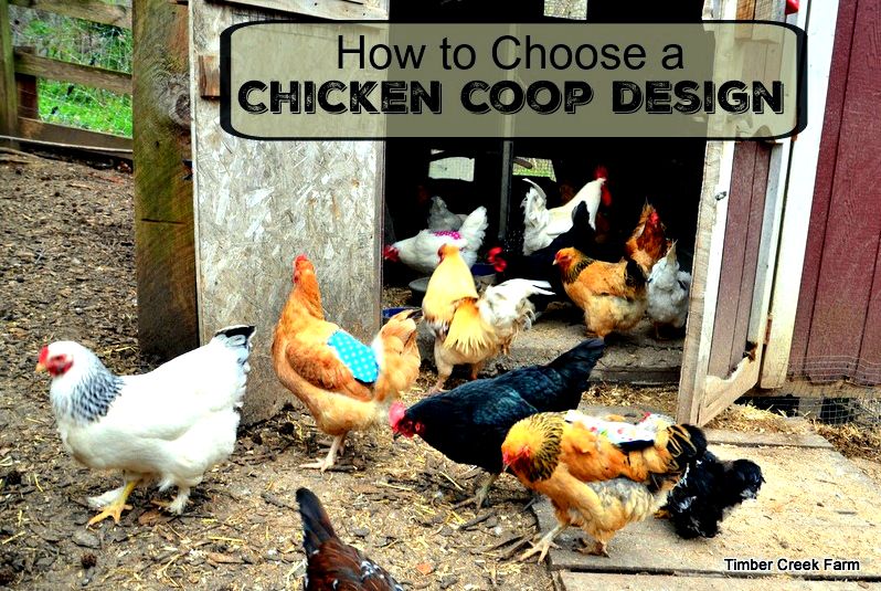 chicken coop design