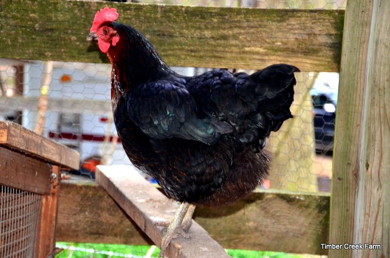 chicken coop design