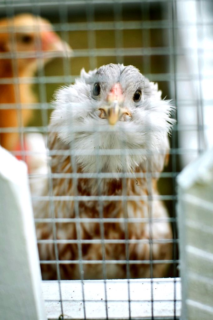 Chicken Coop Plans