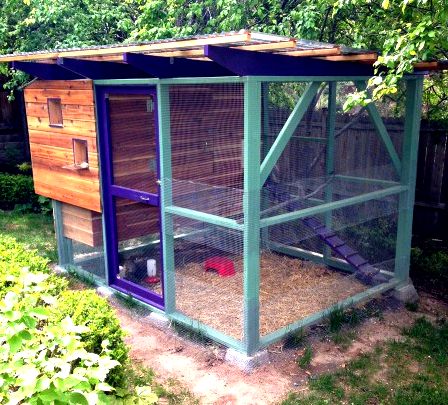 Bucket watering system to water chickens with rain water