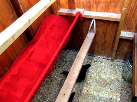 Split-level chicken coop in Seattle