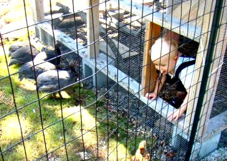 David added large doors so he could access all corners of the expanded hen house