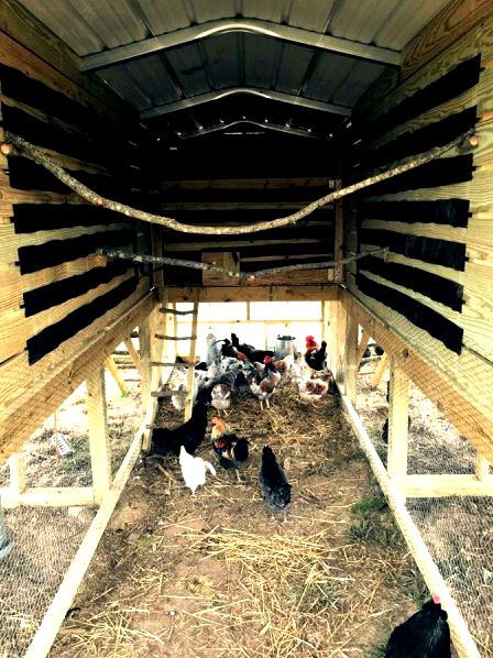 Cole joined five Garden Coops beneath a large carport canopy