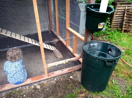 Hen House inside shed