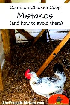 What your chicken house will include (plus...mistakes to prevent) [podcast] per chicken