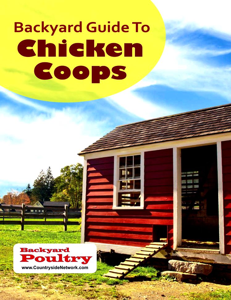 Chicken Housing: Everything you need to know about chicken coop designs for the best coops