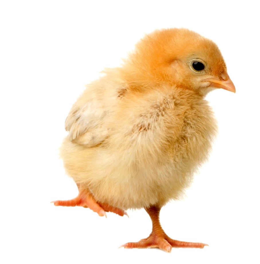 Hen and her chick in front of a white background