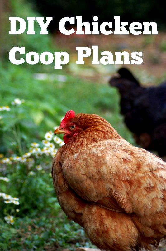 Your chicken coop is the biggest investment you will make when raising chickens, professional plans will ensure you are spending your money wisely!