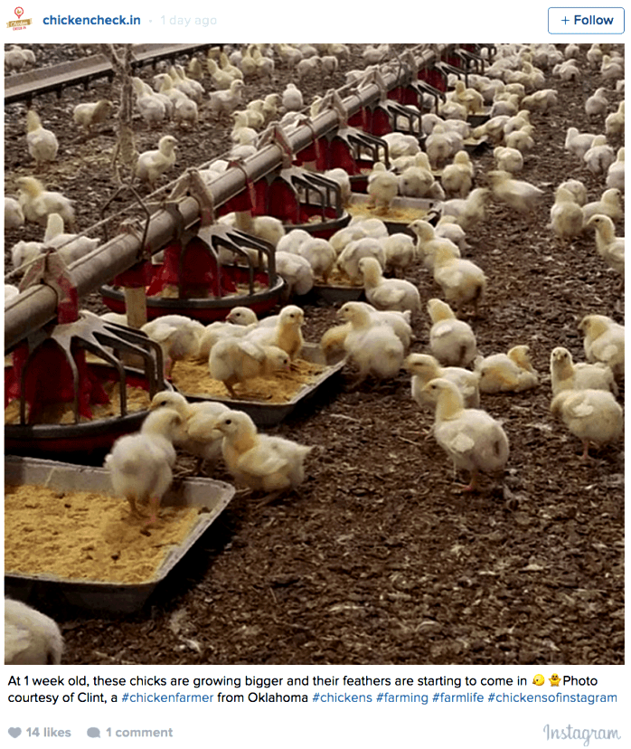 National chicken council announces new sources on broiler welfare would be to