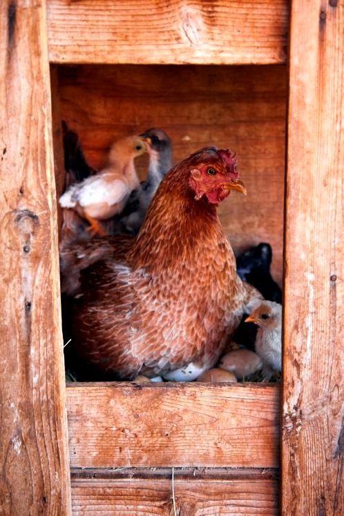 4 critical mistakes to prevent when building chicken coops by joshua harding chicken wire for
