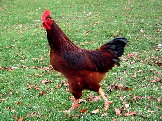 plymouth-rock-chicken