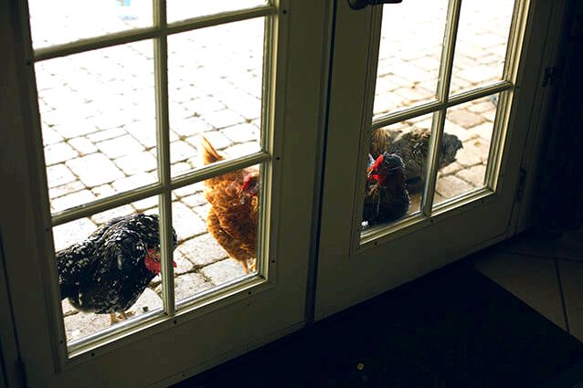 Hens Preening at the door