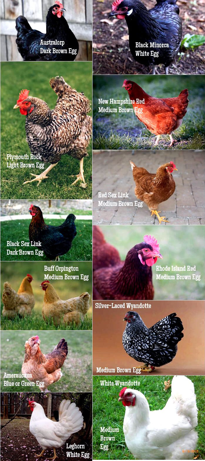 Collage of Hens Breed