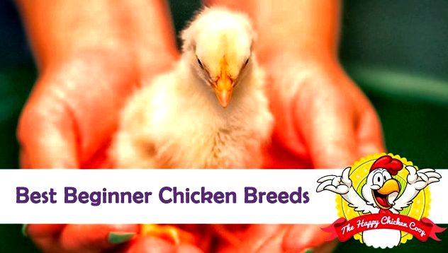 Best Beginner Chicken Breeds Blog Cover
