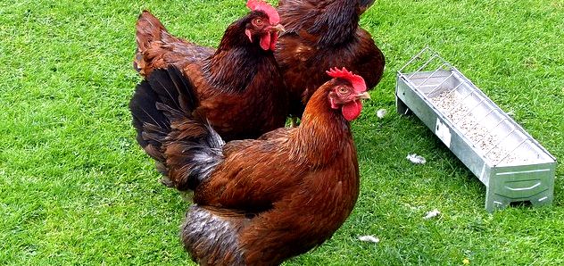 Rhode Island Red Chicken Breeds
