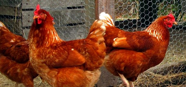 Hybrid Chicken Breeds
