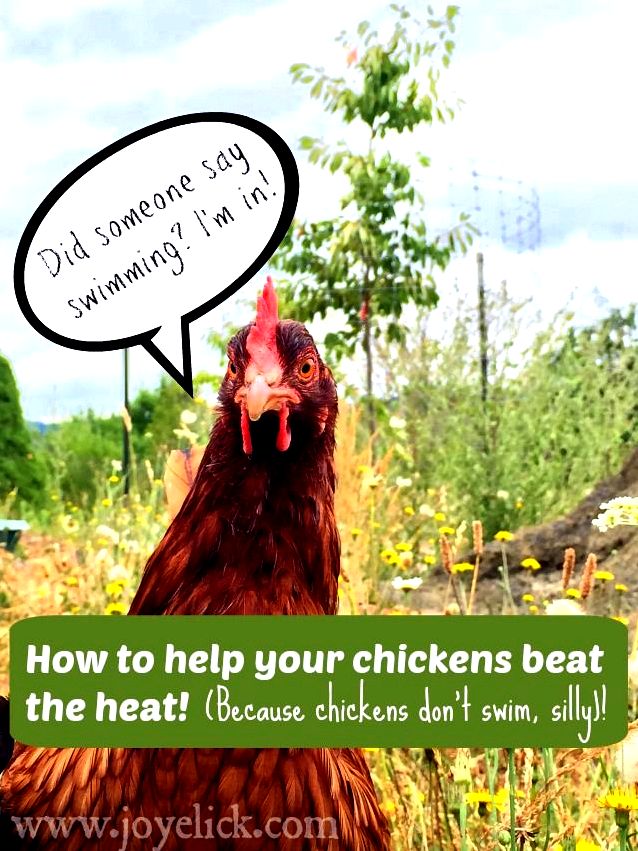 Beginning chicken keeping: mistakes to prevent, and just how we survived our newbie! (funny story with useful advice). killer dog roaming my