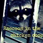 Raccoon in the Chicken Coop  Hoemstead Wishing, Author Kristi Wheeler  http://homesteadwishing.com/raccoon-in-the-chicken-coop/ ‎  #chickens #predators #chickenlady