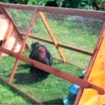 Portable Chicken Coop – What Are The Benefits