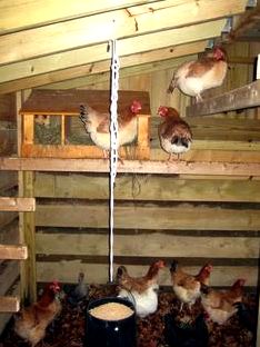 Chicken house insulation? (chickens forum at permies) state something for them they