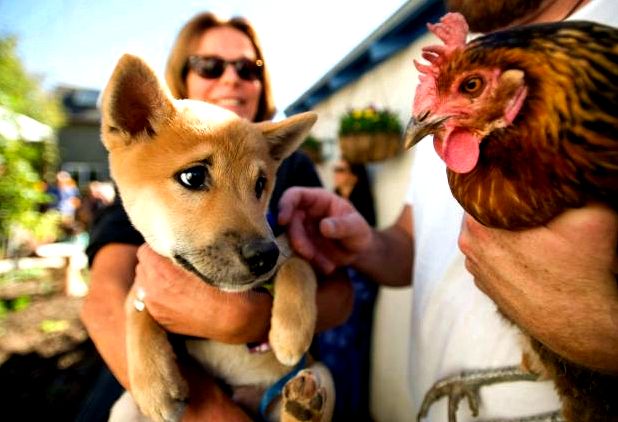 Chicken house tour in laguna beach offers a glance at back-to-basics living – oc register grass-roots-organized November classic