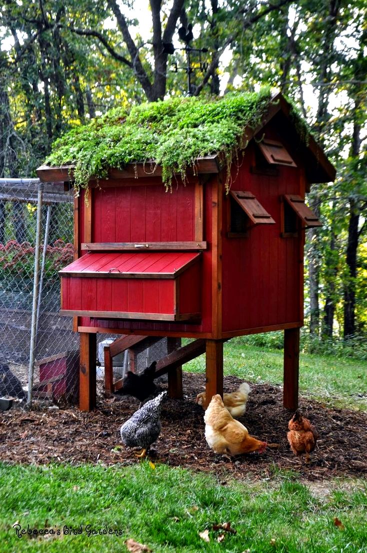 Creating a chicken house: how to prevent common problems wild birds in or from
