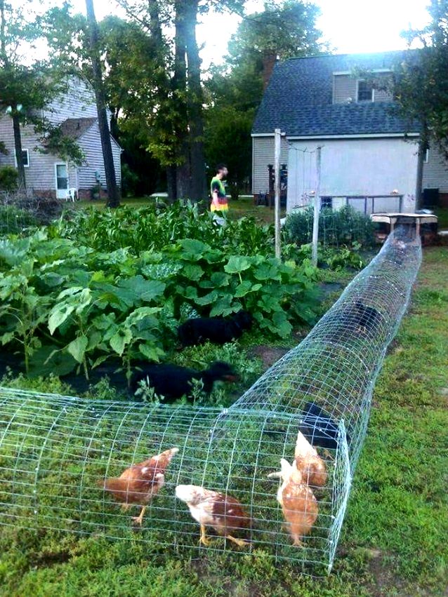Building a do it yourself backyard chicken tunnel to catch their waste