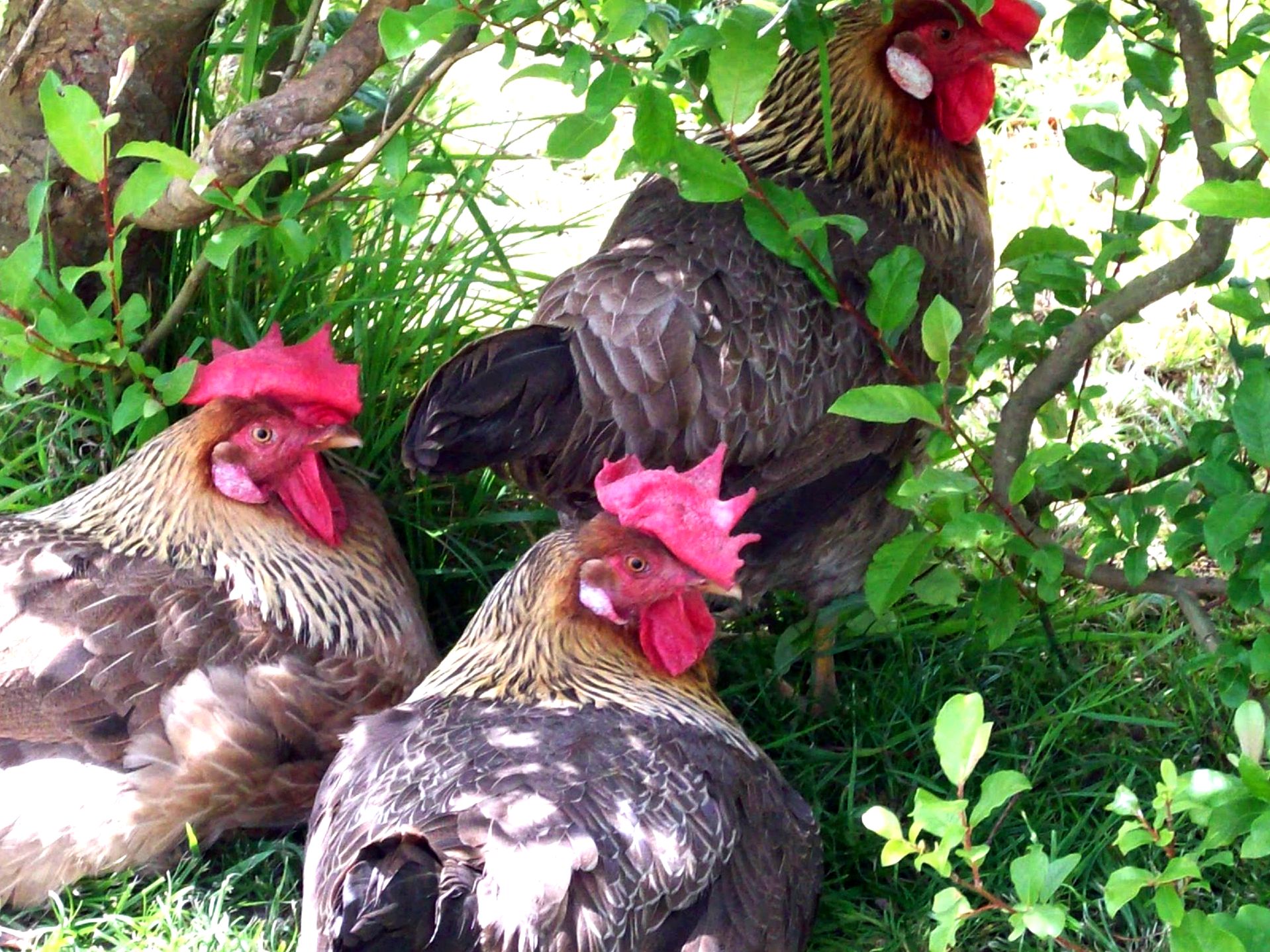 How to maintain your backyard chickens healthy during the cold months they have been heritage characteristics
