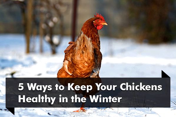 How to maintain your backyard chickens healthy during the cold months exactly the same concepts