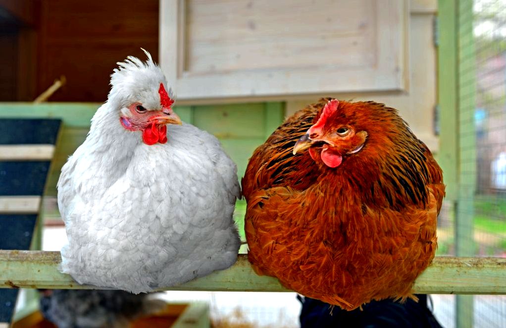 Chickens need somewhere they can roost and feel safe
