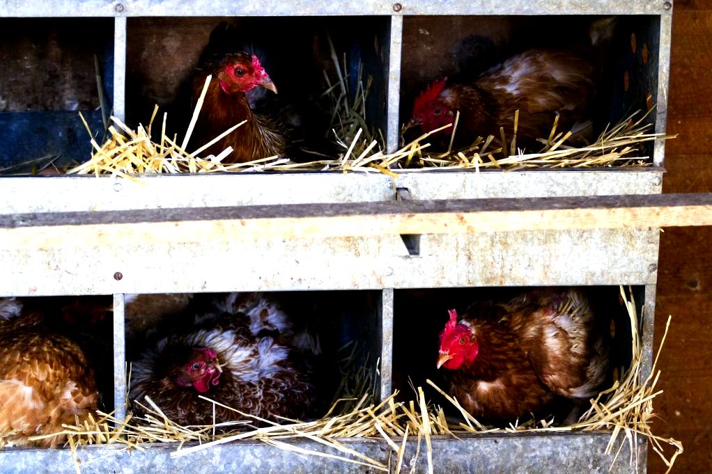 Chickens need nesting boxes to lay eggs.